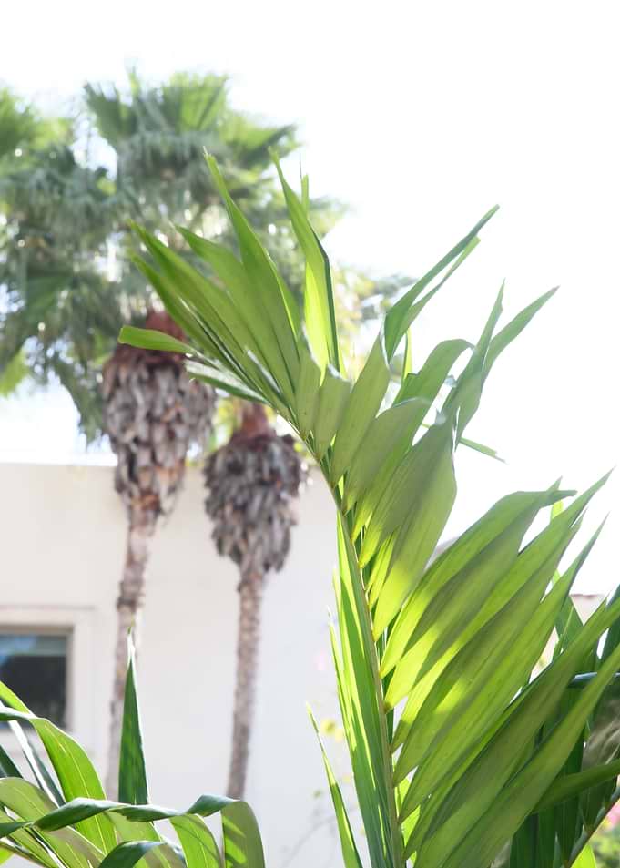 Palm Leaf Trees 1