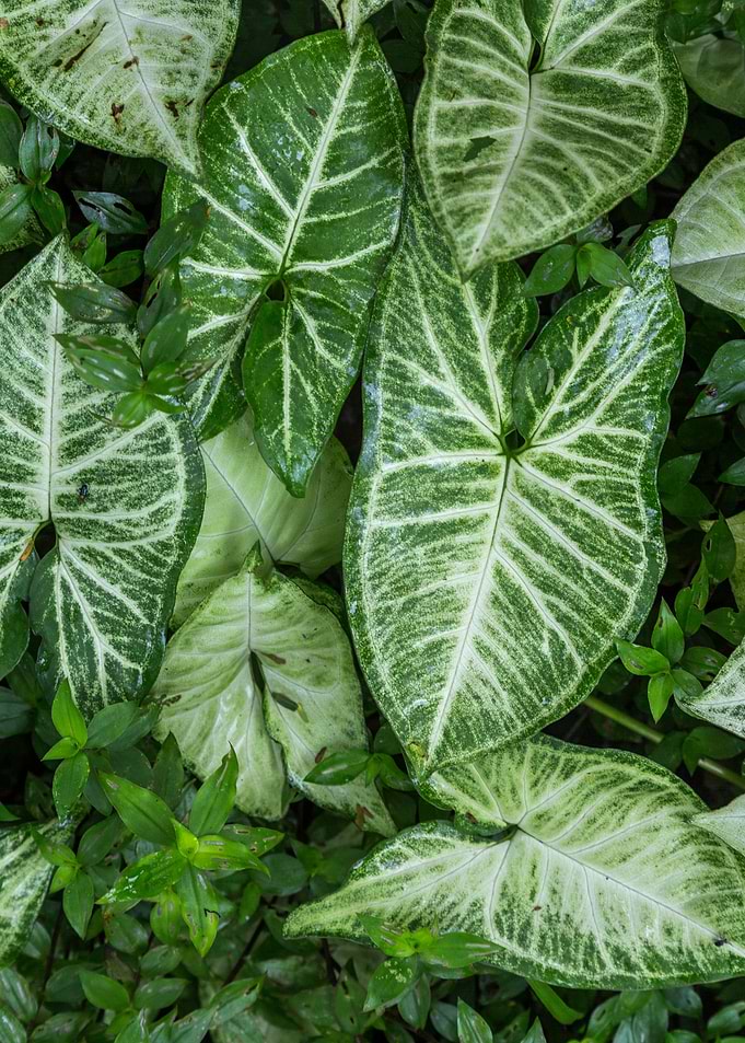 Jack in the pulpit leaves