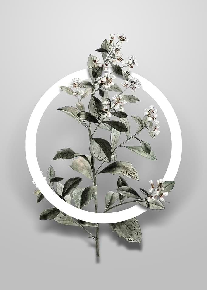 Eastern Baccharis Flower