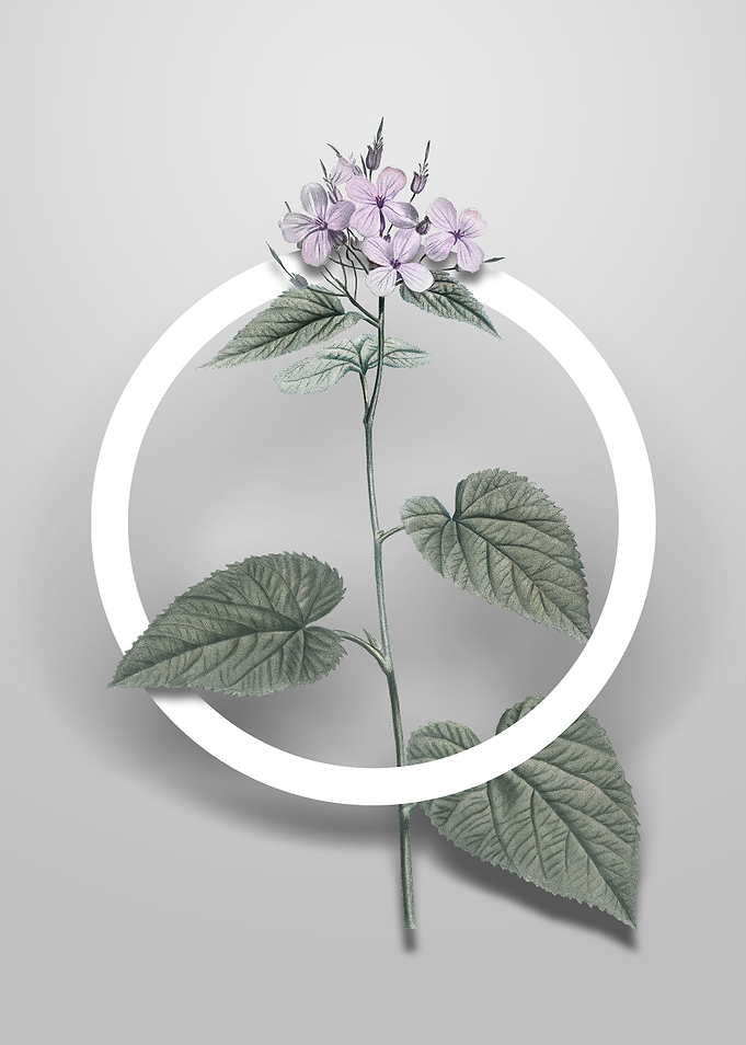 Morning Glory Flower Art
