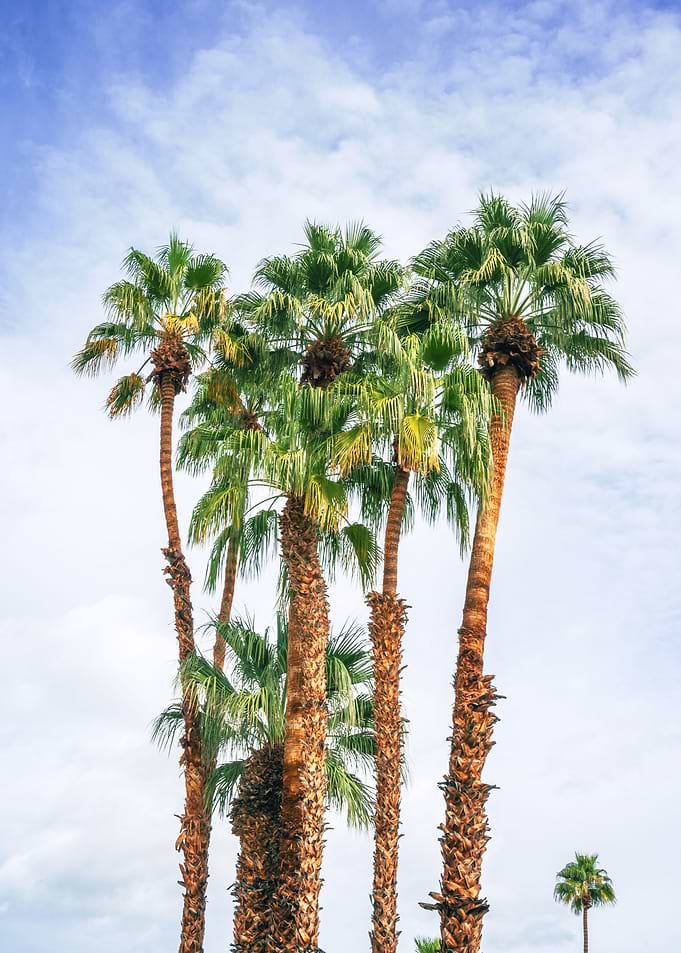 Palm Trees Palm Springs