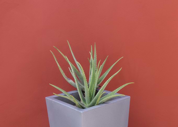 Aloe Vera in a Pot 1