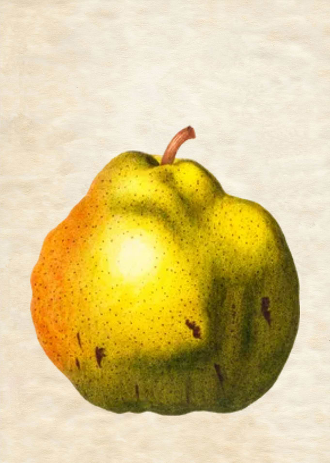 PEAR STUBBY VINTAGE