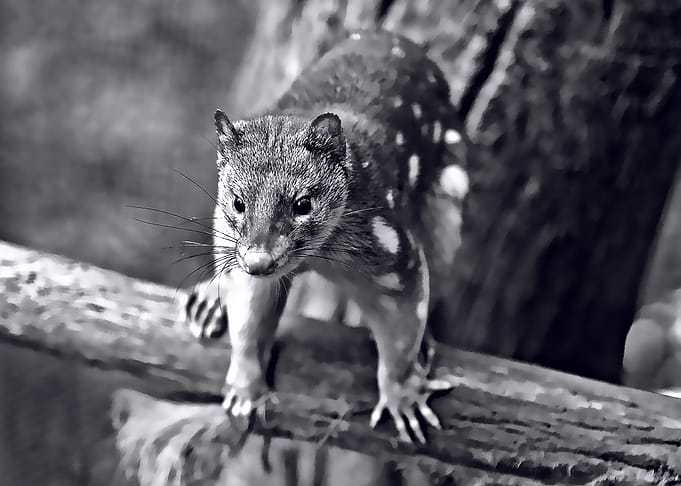 quoll cute