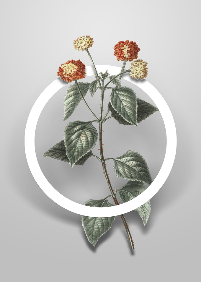 Vintage Tickberry Flower