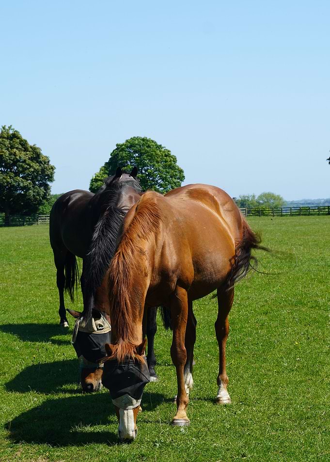 Horses in a field