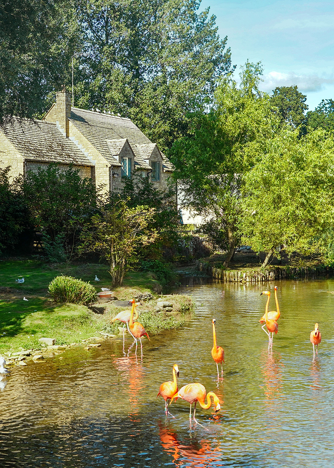 Flamingo landscape