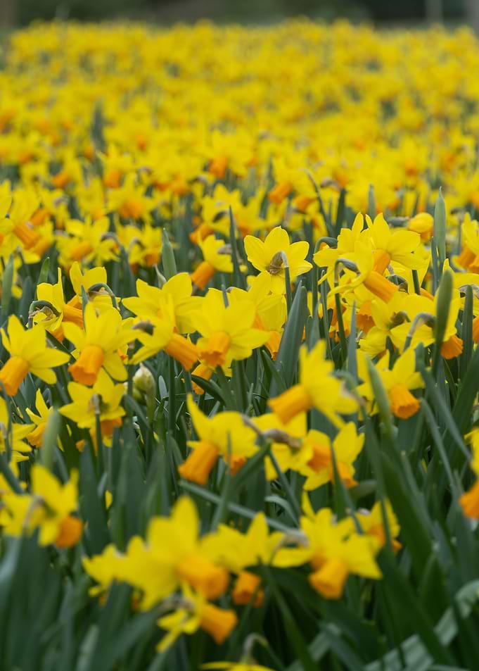 Daffodil