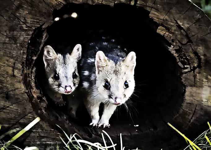 quoll cute