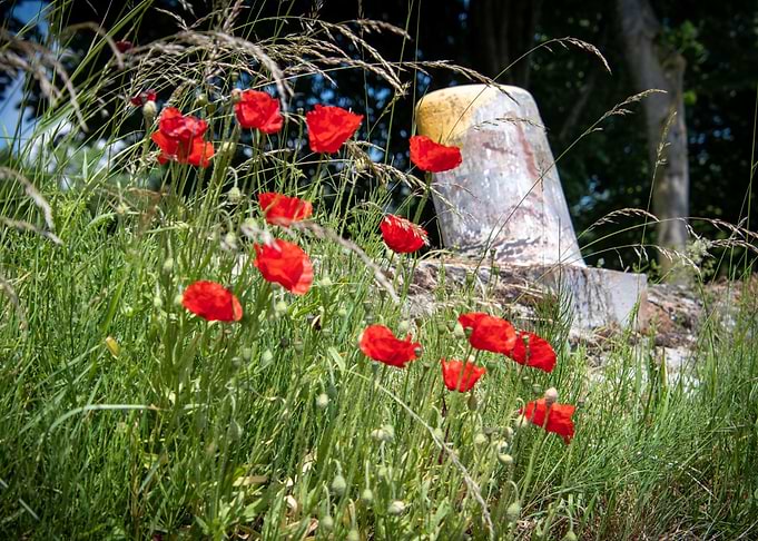 Klatschmohn Poppy