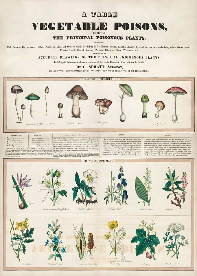 Vintage Mushroom