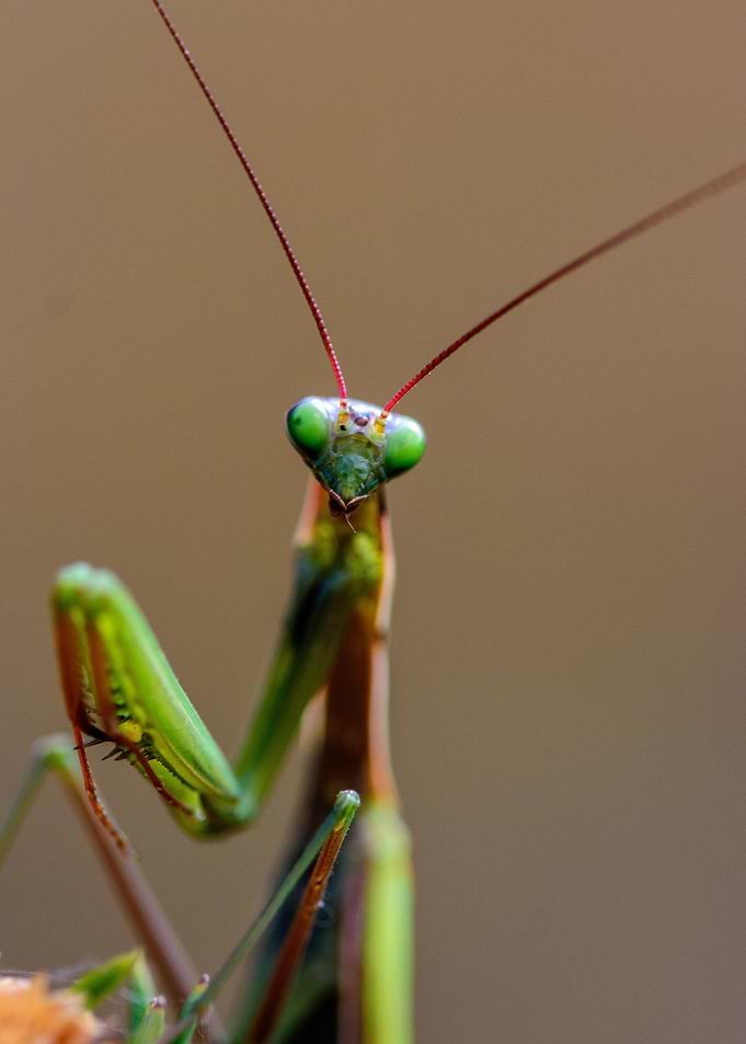 Mantis