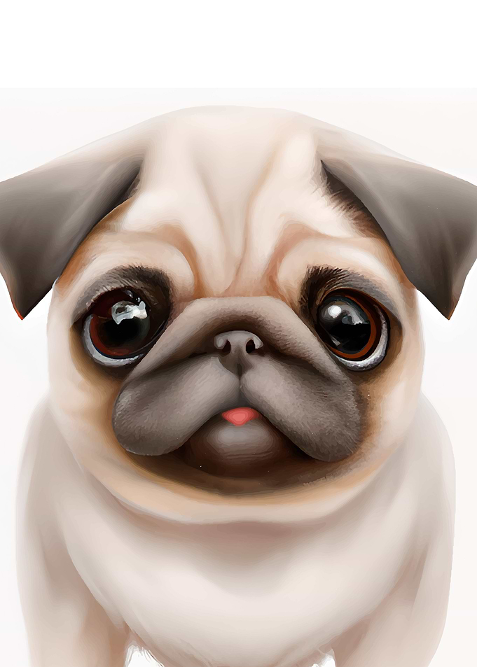 Pug