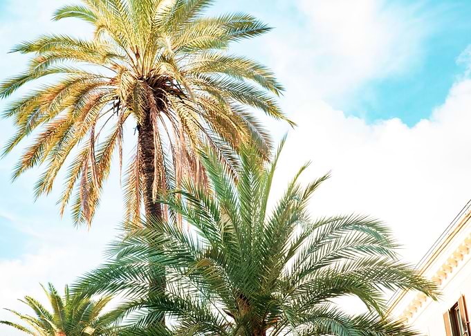Bella Roma Palm in Rome 2