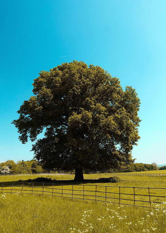 Summer Tree