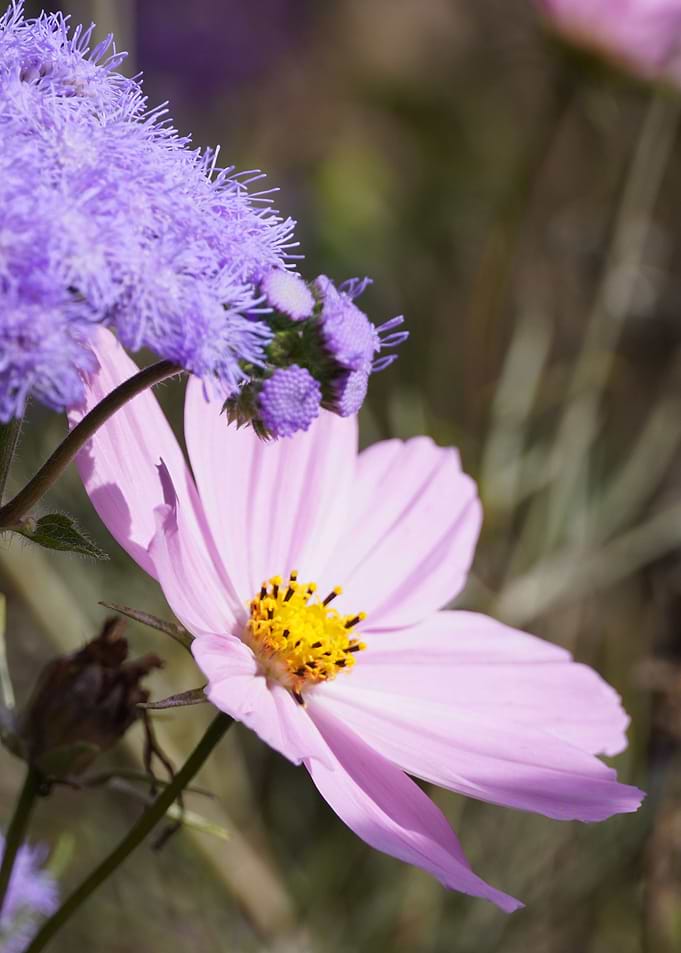 Pink Summer Flower