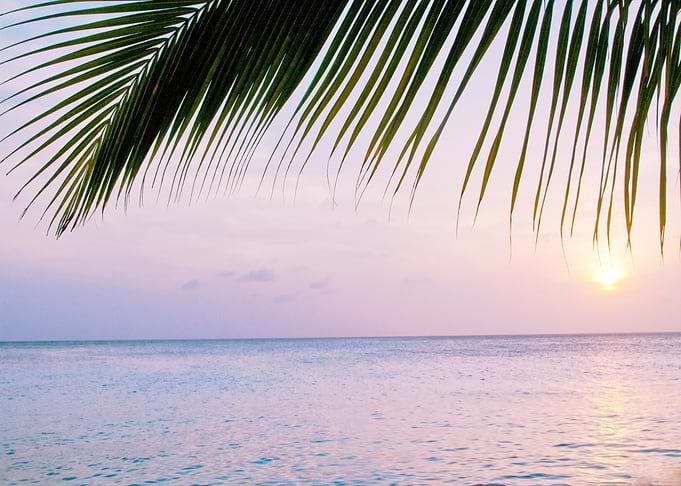 Sunset Ocean Palm Dream 4
