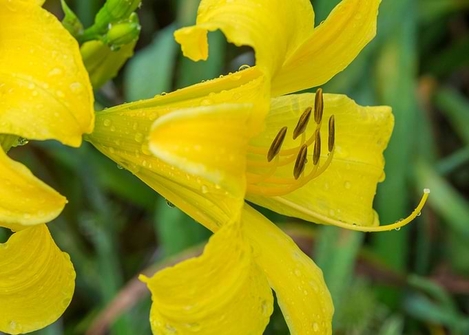 Lemon Daylilly