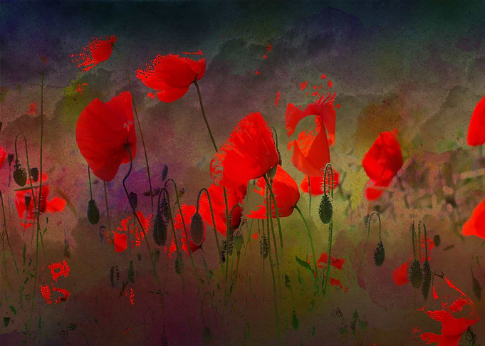 Klatschmohn Poppy