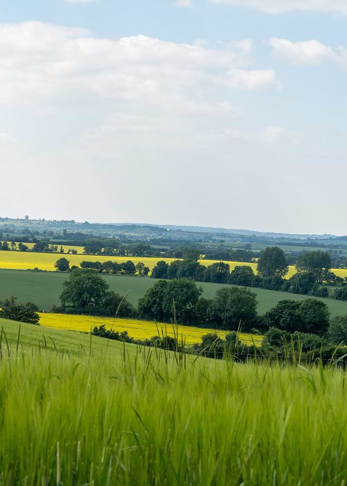 Beautiful summer landscape