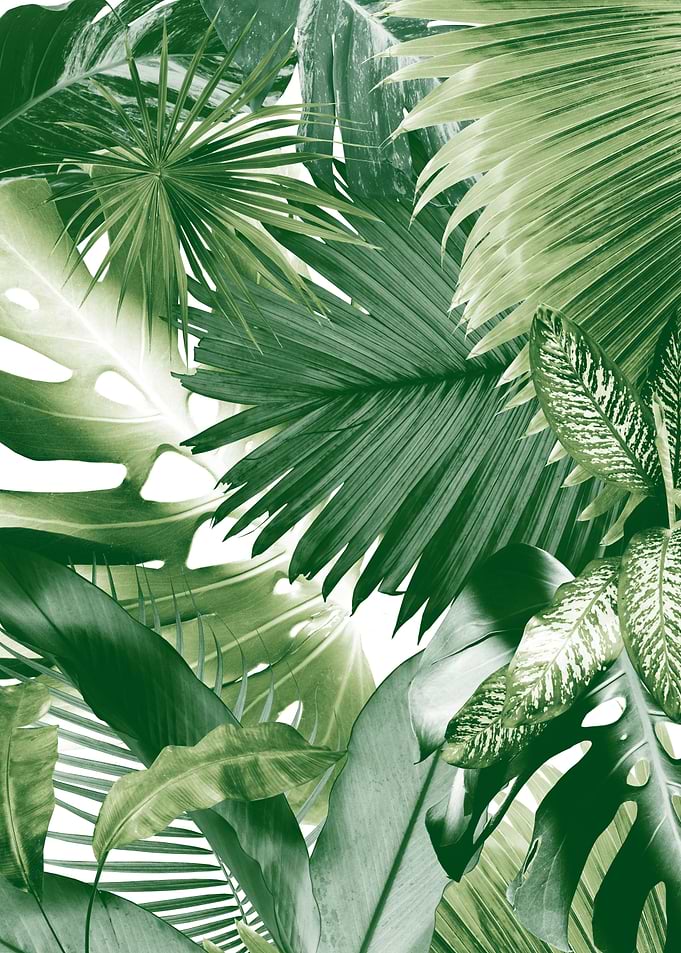 Dushi Jungle Bliss 1