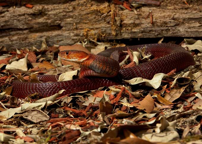 Red Spitting Cobra
