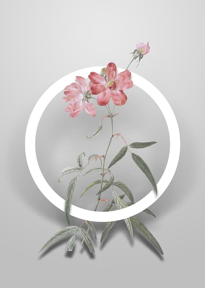 Peach Leaved Rose Flower