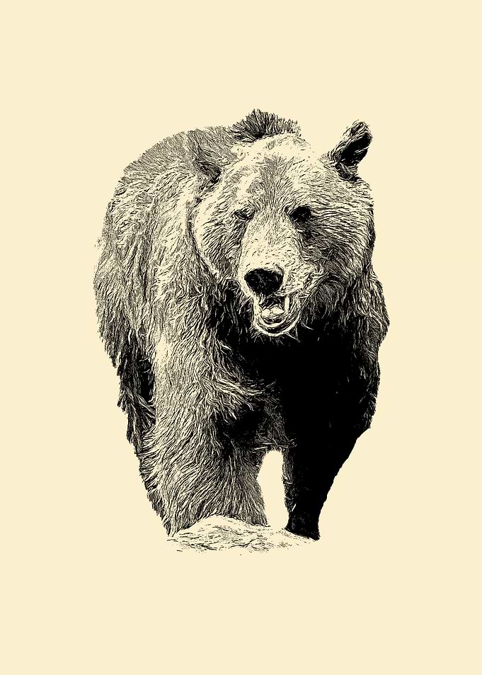 Brown bear