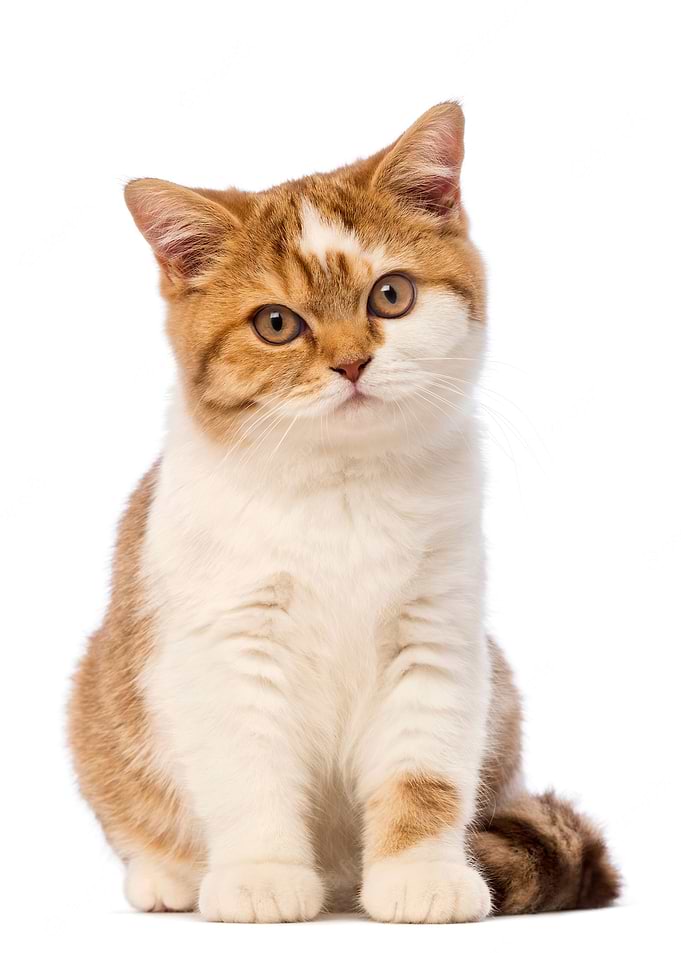 Cutie Kitty Cat Poster