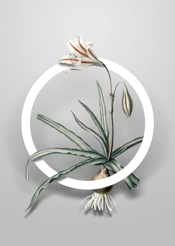 Amaryllis Broussonetii Art