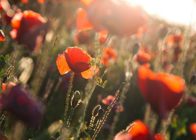Klatschmohn Poppy