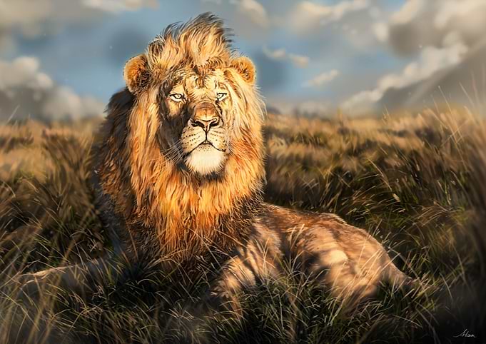 African Lion