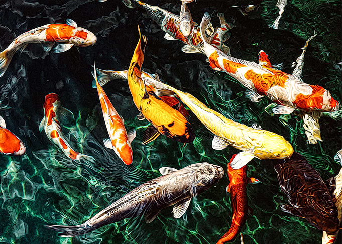 Koi Fish