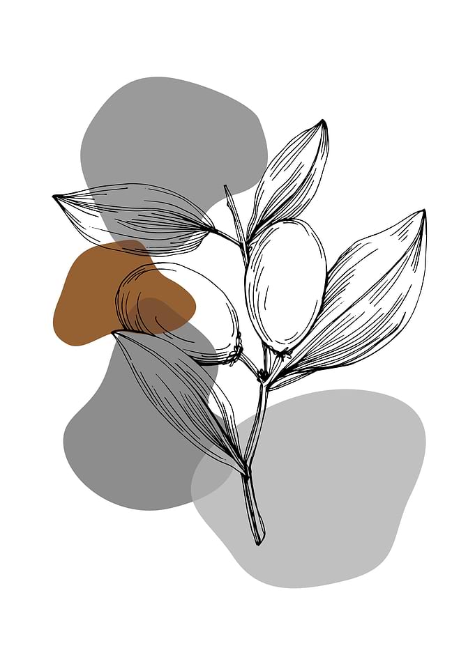 Jojoba