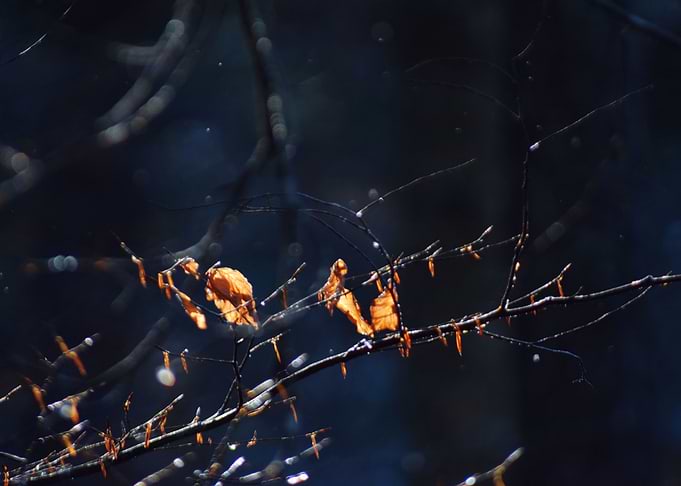 Orange leaves