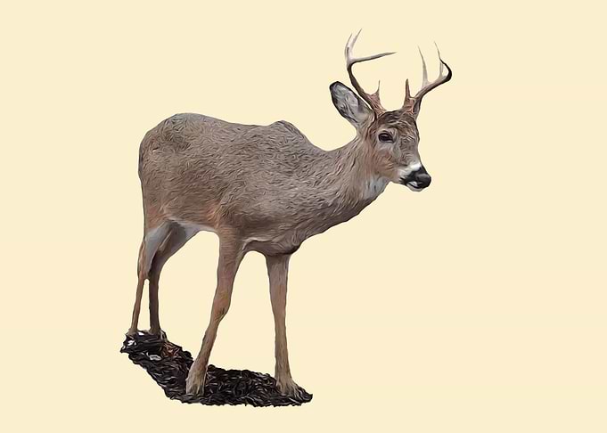 Deer