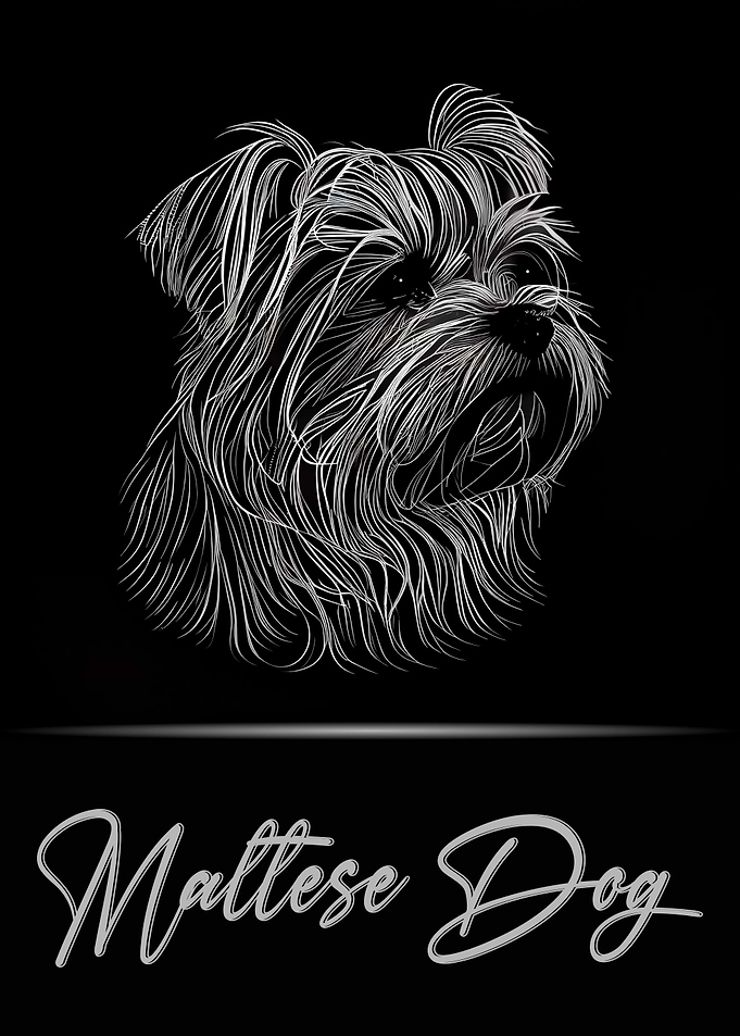 Maltese Dog