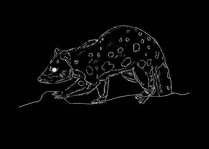 quoll