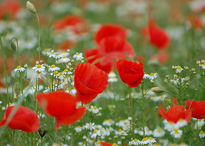 Klatschmohn Poppy
