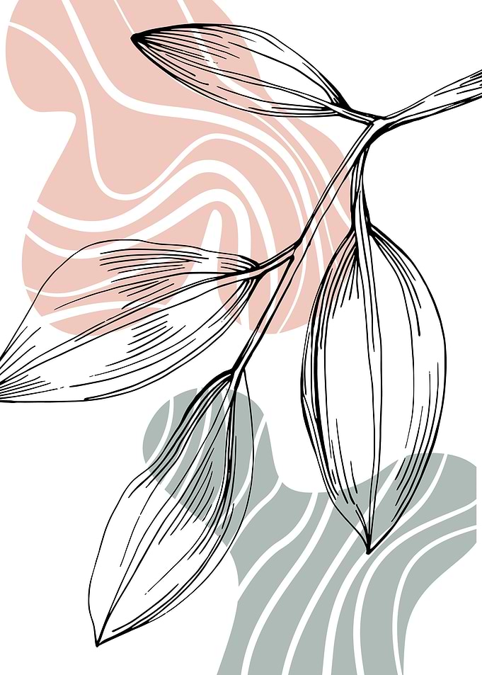 Jojoba