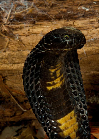Portrait Black Cobra