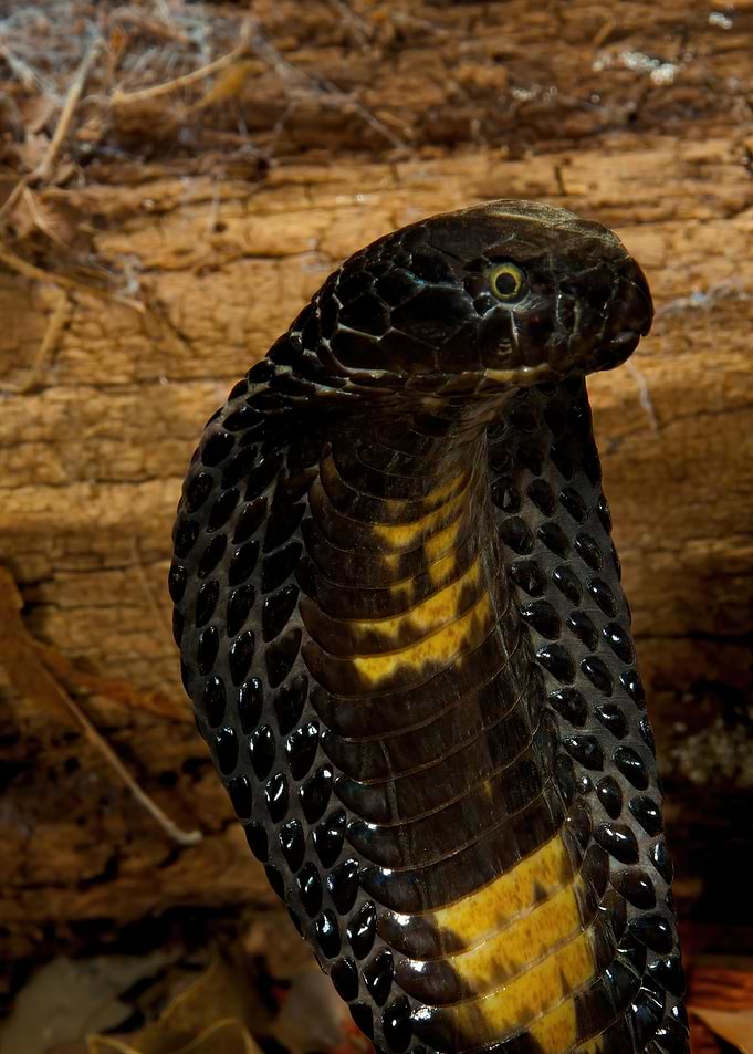 Portrait Black Cobra