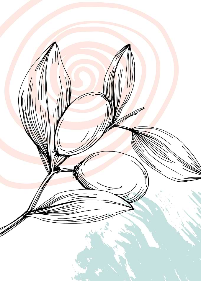 Jojoba