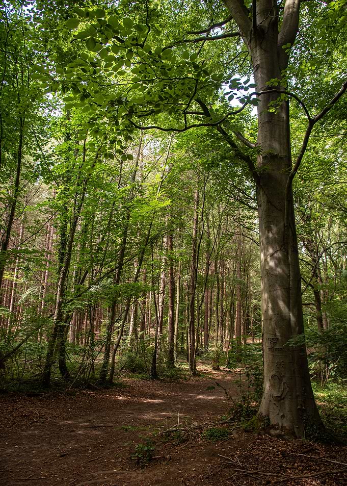 Tall Forest Trees