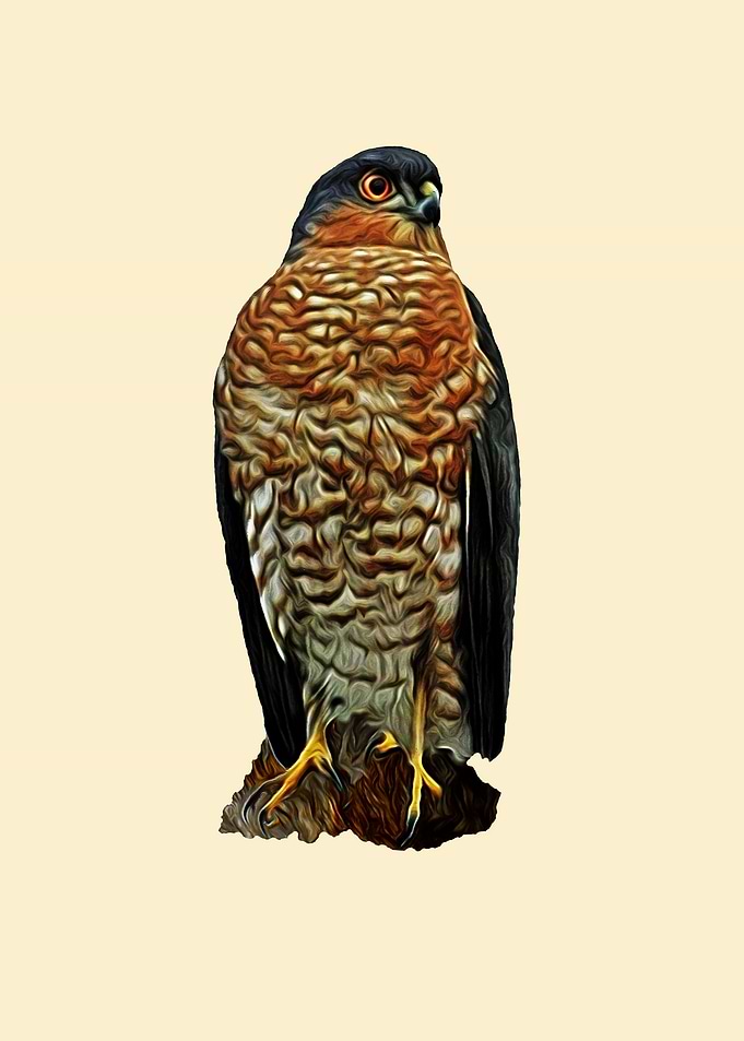 Sparrowhawk