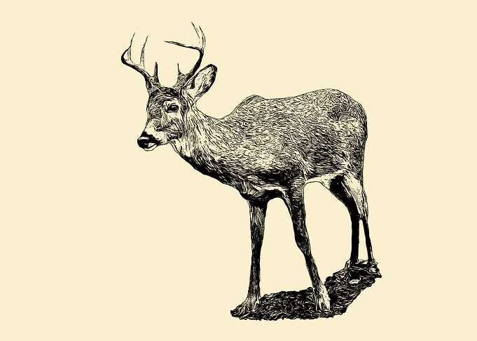 Virginia deer