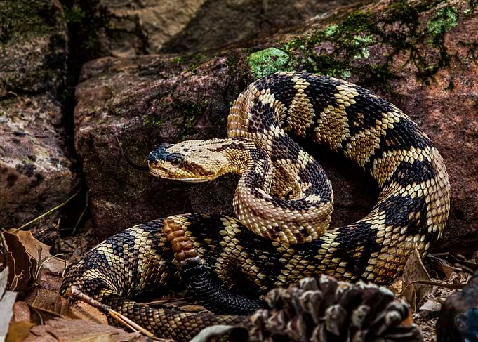 Black Tailed Rattlesnake
