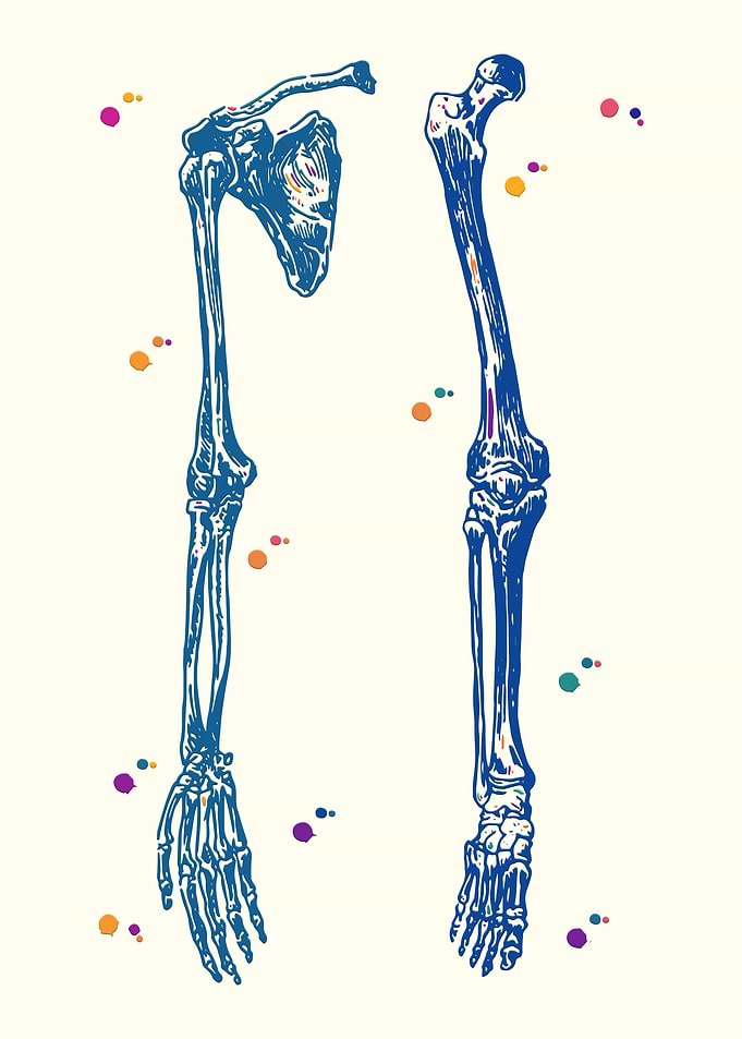 Upper Limbs and Leg