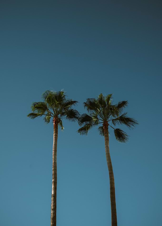 Ocean Drive Palms