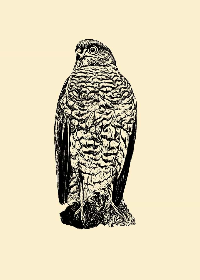 Sparrowhawk